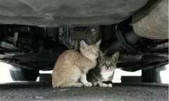 天冷了，開車前記得先喚醒它們！