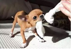  如何阻止狗狗亂咬家具？