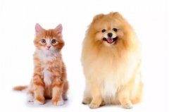 貓咪真的沒有狗狗忠誠嗎？