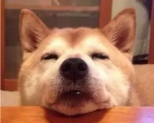 狗狗吃零食有什么注意事項？
