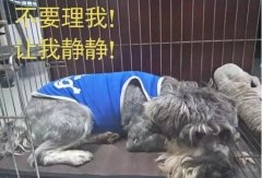 有汪星人的家，還是得需要一個籠子
