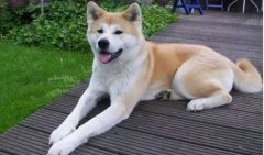 狗狗小知識(shí)，您知道多少？
