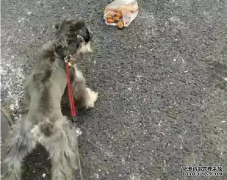 <b>狗狗亂撿東西吃怎么辦？——寵物百科知識</b>
