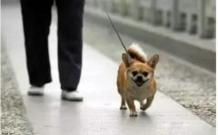 你真會遛狗嗎？-遛狗的過程中需要注意的一些問