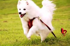 狗狗教會我們的人生道理，你做到了嗎？