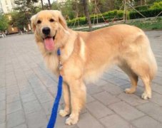 狗狗的品種，居然暴露了你的性格？