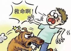 如遇惡犬咬人該怎么辦？這些知識也許能救命！