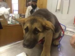 狗狗這么信任你，你怎么可以騙狗狗？！
