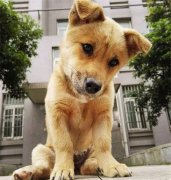 你眼中的土狗，它是我的家人！