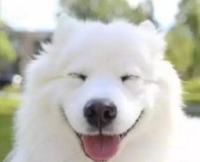 你是什么時(shí)候被你家狗撩到的？