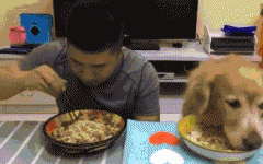 如果你家也有只吃貨狗狗，這點(diǎn)一定要注意！