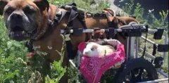 動物間沒有真感情？這只狗狗表示不服！