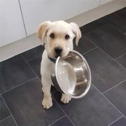 到了飯點不喂狗，你可知道后果的嚴重性？