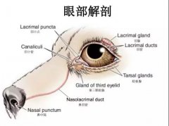 狗狗眼里常含淚水，是為愛(ài)感動(dòng)嗎？