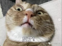 為何貓咪不喜被主人親吻？華興寵物食品
