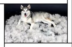毛質(zhì)差、過度脫毛？華興重磅推出犬美毛處方糧