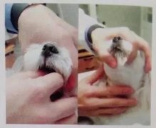 狗狗喂藥小技巧！ 華興寵物食品