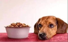 狗狗不想吃狗糧的原因有哪些？ 華興寵物食品