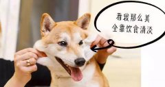 重口味的狗狗愛(ài)啃腳？注意！這可能不是怪癖而