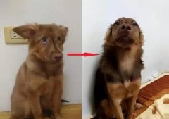 狗知道自己是狗嗎？