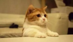 貓這種動物，一旦碰上，就再也戒不了了 華興寵