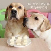 狗狗是否需要補鈣？補鈣應(yīng)注意什么？ 華興寵物