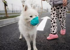 疫情下，如何保證寵物的安全？