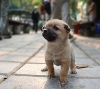 小奶狗剛到家一直叫怎么辦？