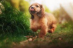 帶狗出門的五大注意事項，做個合格的養(yǎng)犬人