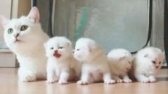 貓咪一生要經(jīng)歷的六個(gè)階段，你家貓?zhí)幱谀膫€(gè)時(shí)期？