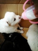 剛出生的小狗如何人工喂養(yǎng)？