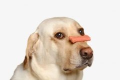 狗狗不愛吃飯的八大原因都在這里了！