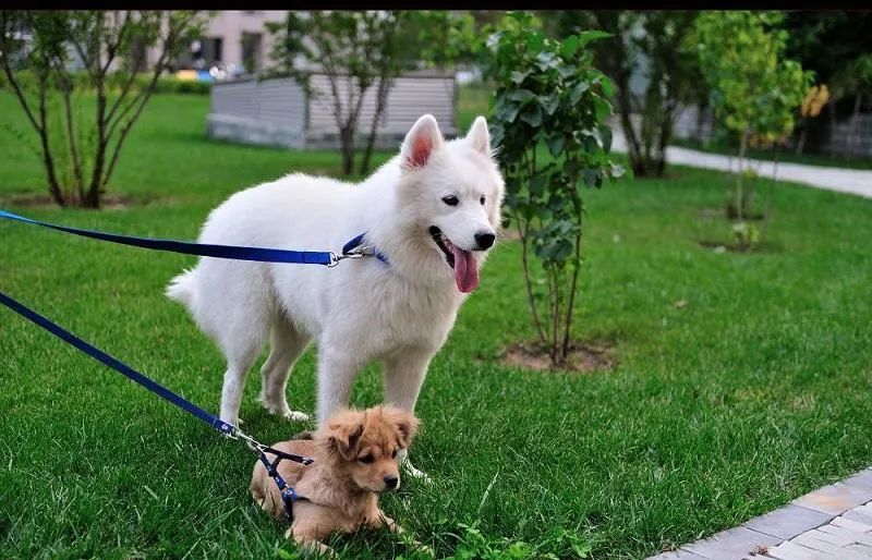 為什么有的狗狗喜歡挖坑？