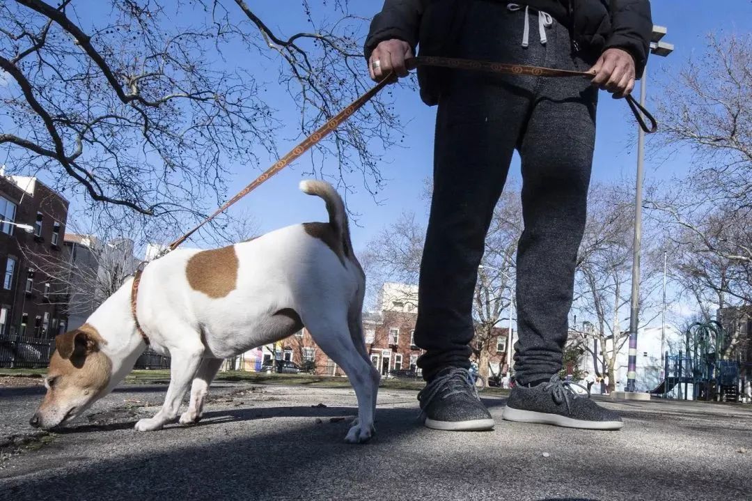 文明養(yǎng)犬知多少？切記做到“寵愛”有方~
